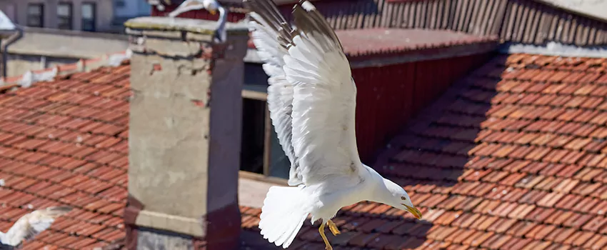 Residential Chimney Animal Removal Solution in Spanish Fork, UT