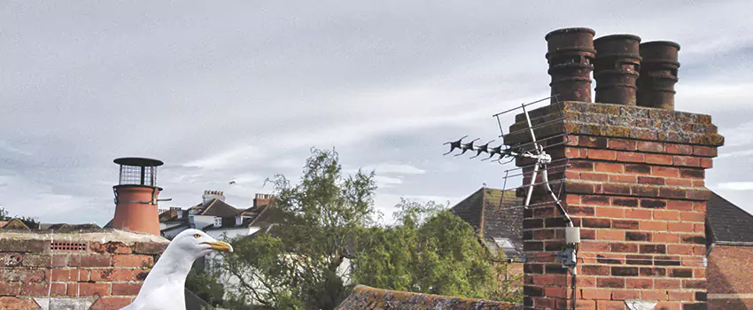 Chimney Cleaning And Restoration in Spanish Fork, Utah